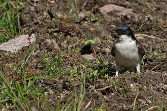 House martin with a beak full of mud by Wendy Carter