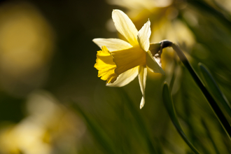 Wild daffodil backlit by the sun by Ross Hoddinott/2020VISION