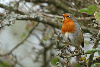 Robin singing in a tree  by Wendy Carter