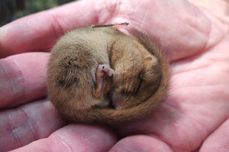 Sleeping dormouse in the palm of a hand by Romy Clarke