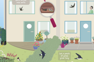 Illustration of a swift-friendly garden