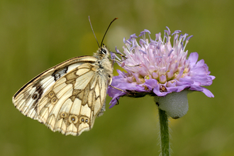 Marbled white butterfly (cream/white and grey checked/marbled pattern) feeding on lilac scabious flower by Barry Green