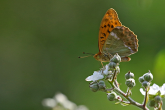 Silver-washed fritillary on bramble flower by Wendy Carter