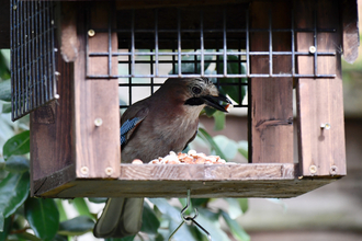 Jay on bird feeder with nuts on by Brian Taylor
