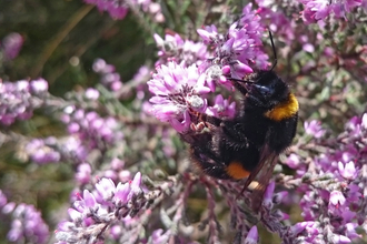 Black and golden-yellow stripey bumblebee feeding on purple flowers of heather by Wendy Carter