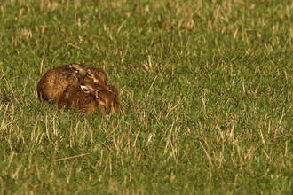 Brown hares sitting together in a field by Wendy Carter