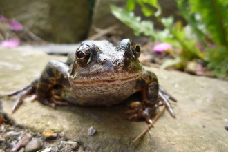 Common frog on a garden path looking into the camera lens by Stu Brown