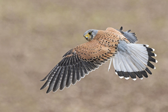 Kestrel flying and looking over its shoulder, wings and tail outstretched by Bob Tunstall