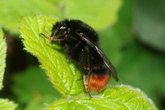 Red-tailed bumblebee, black body with a red tail, sitting on a leaf by Kevin McGee