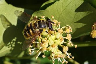 Black and yellow hoverfly with a 'Batman' symbol on the thorax sitting on ivy flower by Wendy Carter