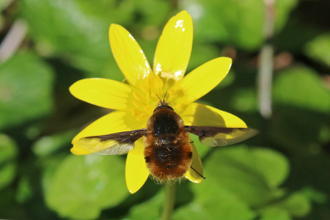 Dark-edged bee-fly hovering at a yellow lesser celandine flower while it feeds by Wendy Carter