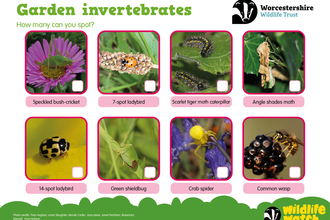 A spotter sheet showing 8 invertebrates to spot in gardens.