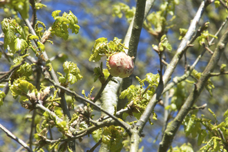 A look up an oak tree with an oak apple gall