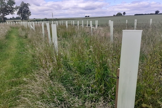 Trees planted along a field edge at Saltway Farm