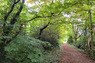 A woodland with a path to the right