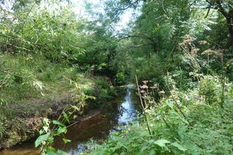 Laugherne Brook Local Nature Reserve - the brook running through vegetation by Liz Yorke