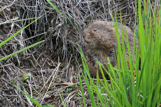 Water vole amongst vegetation by Wendy Carter
