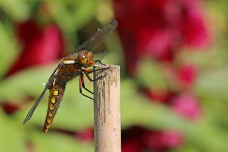 Broad-bodied chaser dragonfly perched on the top of a garden cane