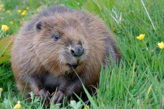 Beaver by Nick Upton & Cornwall Wildlife Trust