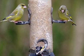 Birds on a feeder by Gillian Day