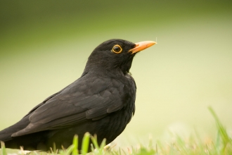 Blackbird with a yellow beak and yellow ring around the eye by Amy Lewis