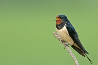 Swallow singing by Chris Gomersall/2020VISION
