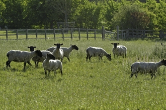Sheep in a field by Chris Gomersall/2020VISION