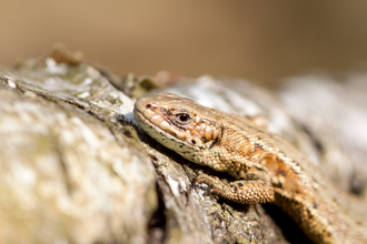 Common lizard resting on a log by Tom Marshall