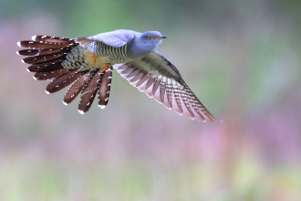 Cuckoo in flight by Jon Hawkins SurreyHillsPhotography
