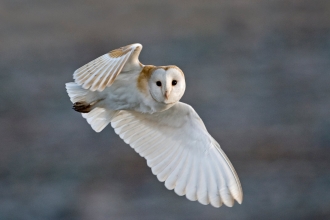 Barn owl in flight by David Tipling/2020VISION