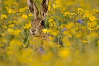 Brown hare by David Tipling/2020VISION