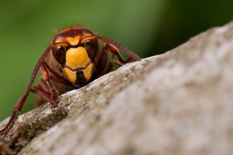 Face of a hornet appearing over a wall by Vaughn Matthews