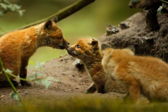 Fox cubs by Jon Hawkins SurreyHillsPhotography