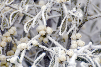 Mistletoe covered in frost by Zsuzsanna Bird