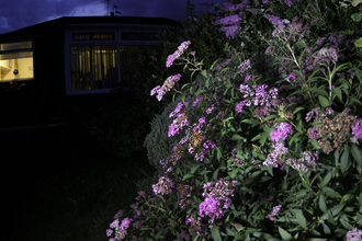 Flowers in a garden at night-time by Jack Perks