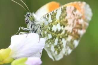 Orange tip butterfly showing patterned  underwings and orange tips by Vicky Nall