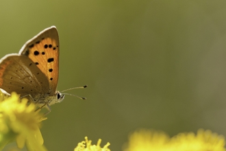 Small copper butterfly (copper orange with black spots on wings) feeding on yellow ragwort flowers by Ross Hoddinott/2020VISION