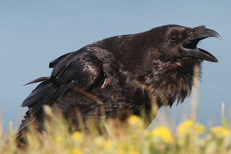 A raven calling by Andy Karran