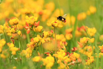 Red-tailed bumblebee flying to yellow flowers of bird's-foot trefoil by John Hawkins, Surrey Hills Photography