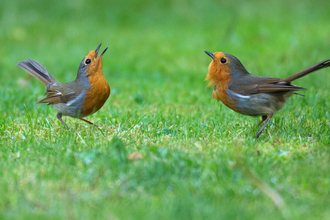 Two robins displaying - heads back, throats puffed - by Jon Hawkins/Surrey Hills Photography