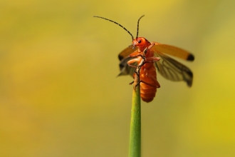 Orange/red soldier beetle at the top of a grass stem with wings open ready to fly by Jon Hawkins/SurreyHillsPhotography