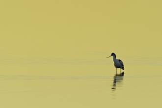 Avocet (black and white bird with long upturned bill) standing in water at sunset by Terry Whittaker/2020VISION
