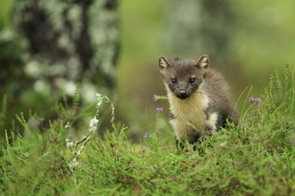 A pine marten in a woodland looking a the camera