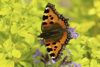 Small tortoiseshell butterfly feeding on garden flowers by Mark Hamblin/2020VISION