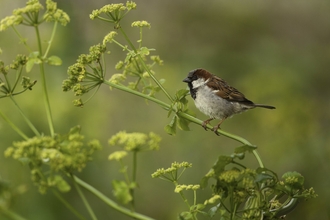 House sparrow sitting in vegetation by Mark Hamblin/2020VISION