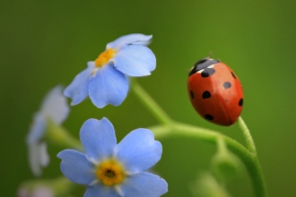 7 spot ladybird on forget-me-not by Jon Hawkins SurreyHillsPhotography