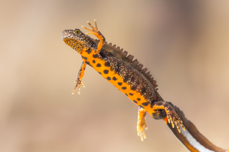 Great crested newt hanging in water - showing orange belly with dark spots, crest along the back and silvery line along the tail
