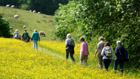 People walking through a field of buttercups