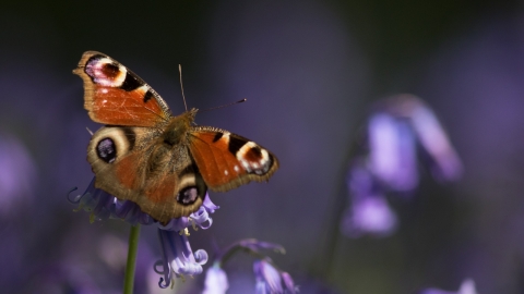 Peacock butterfly on bluebell by Nick Martin