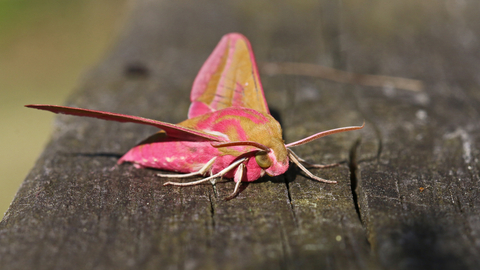 Elephant hawk-moth (large moth with pink and green markings) by Wendy Carter
